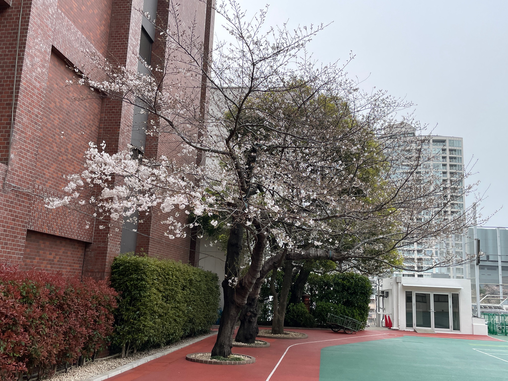 港区赤坂での桜の開花