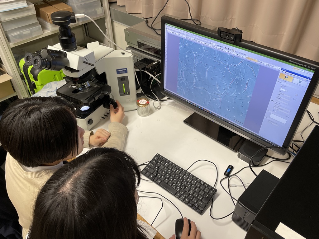 新規モデル生物のイベリアトゲイモリの精子を観察