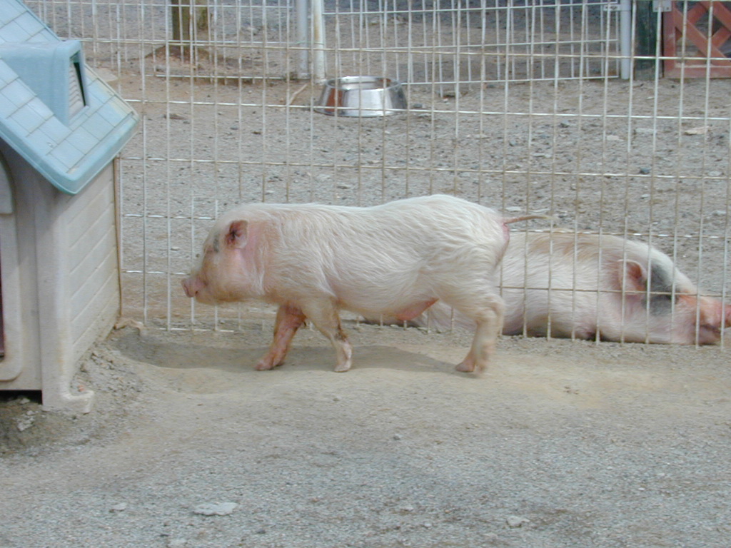 動物実験委員会　⑤学校での動物実験の実施の状況